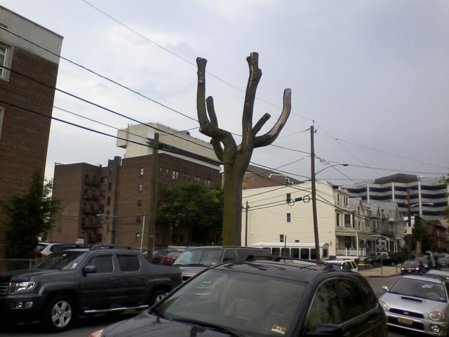 cactuslike_tree