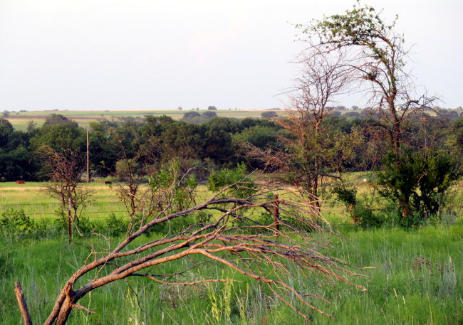 bent_trees_autoleveled_cropped650w