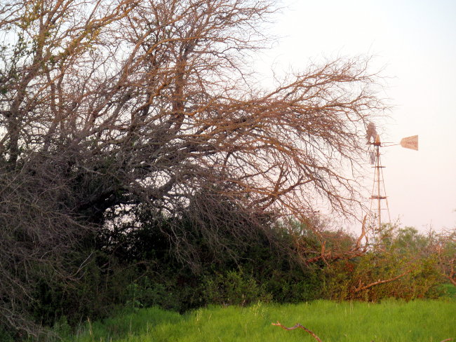 dead tree and windmill