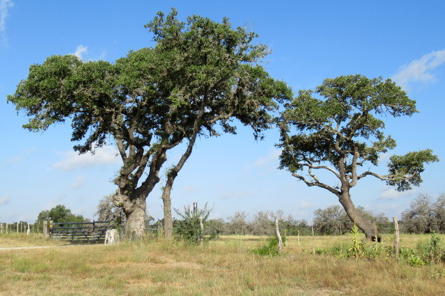 gate and trees