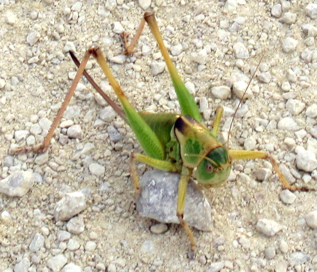 grasshopper2a_650w