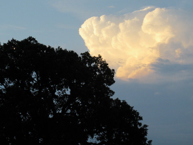 tree_and_cloud650w