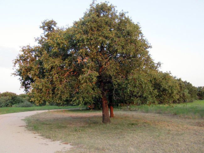 tree_driveway_autoleveled650w