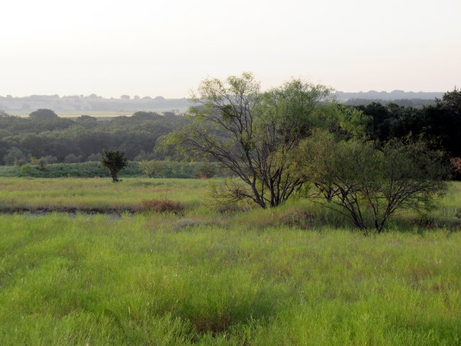 trees and hilltop