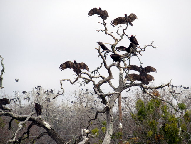 vultures (2)