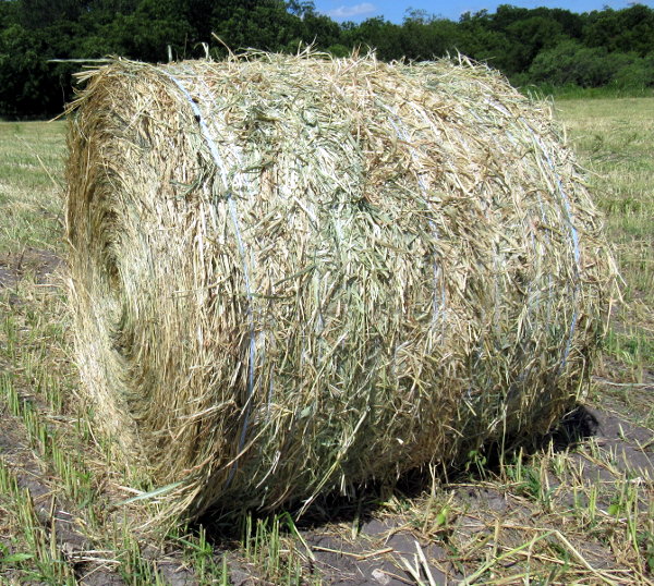 hay