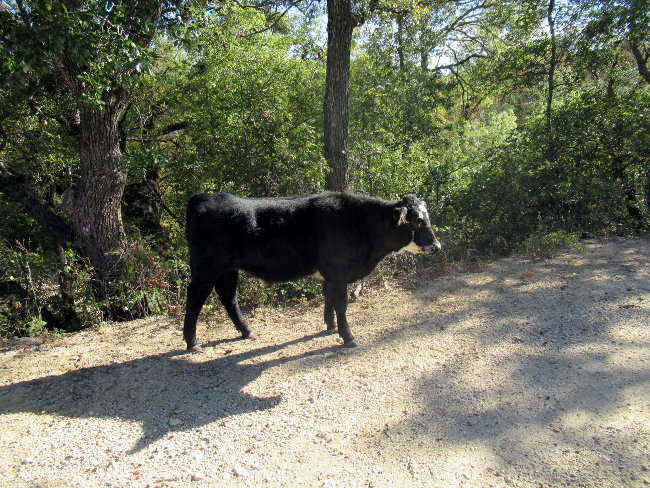 calf