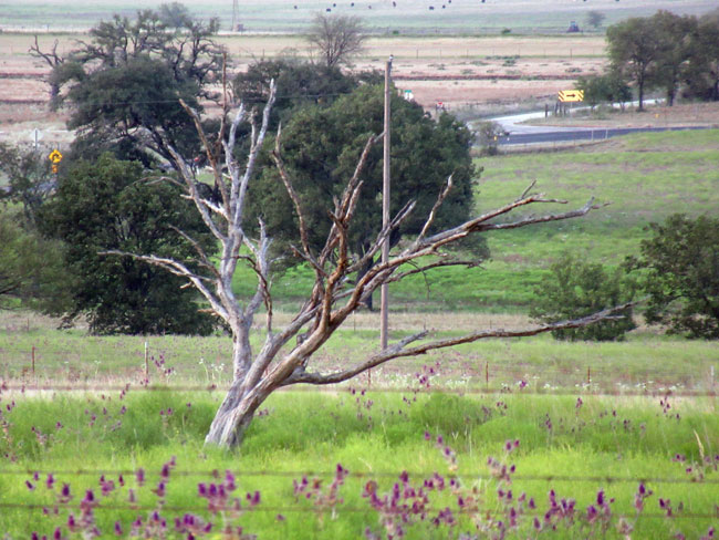 dead tree