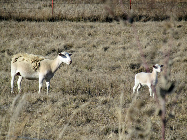 ewe and lamb