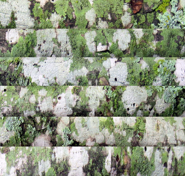 lichen