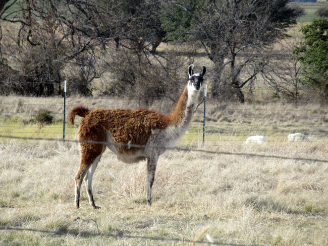 llama