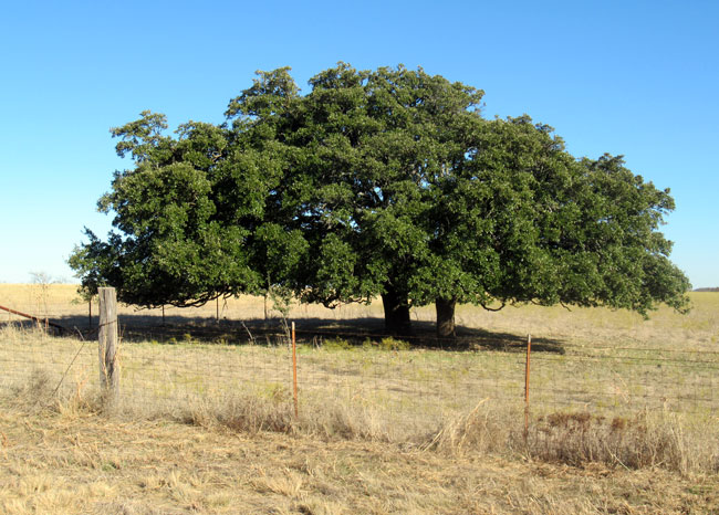 two trees (2)