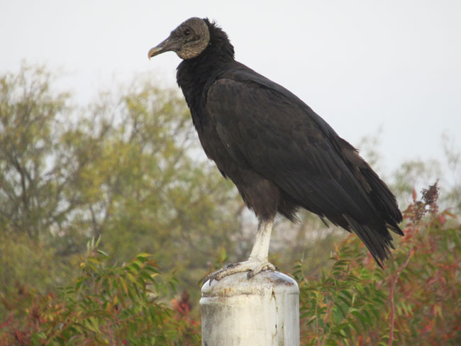 vulture (3)