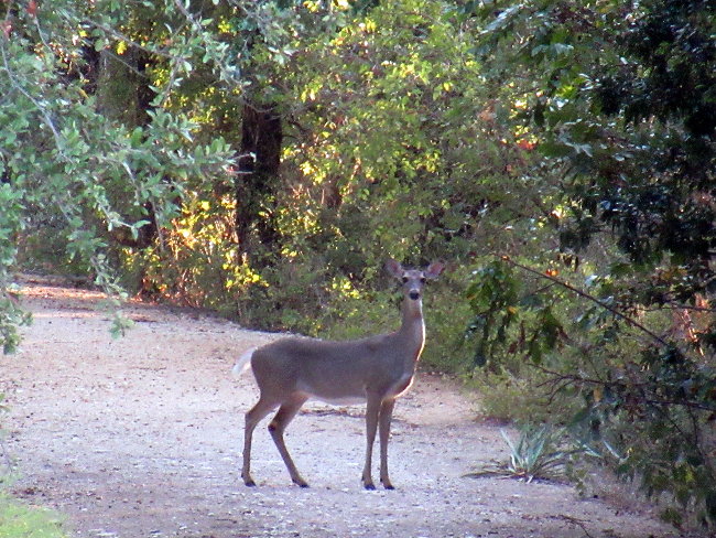deer (3)