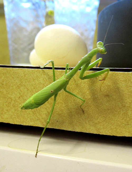 kitchen mantis