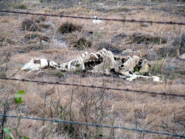 sheep bones