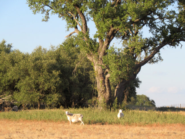 sheep and tree