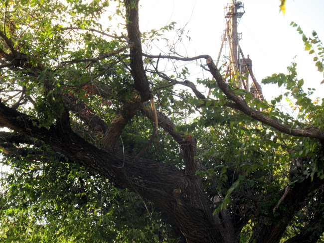 tree and feedmill