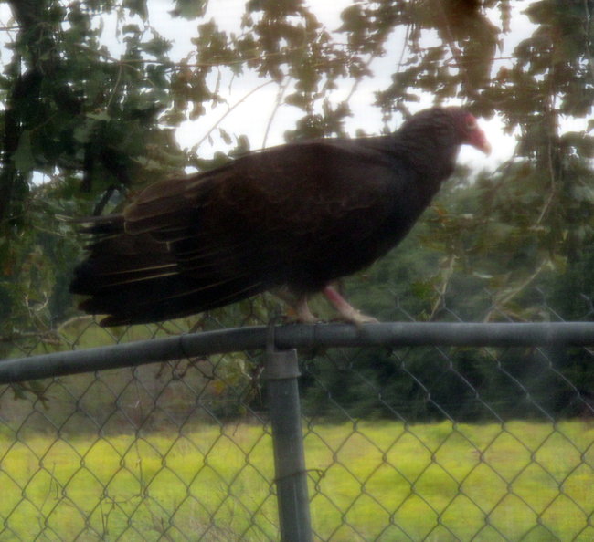 vulture 2A