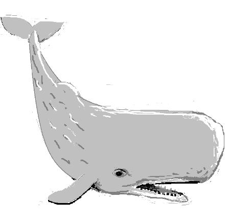 sperm whale