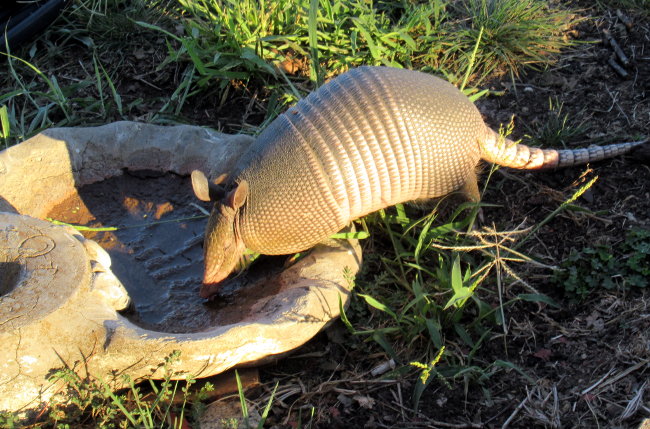 armadillo_drinking650w