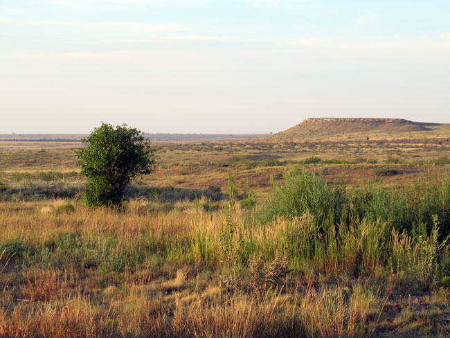 tree and mesa