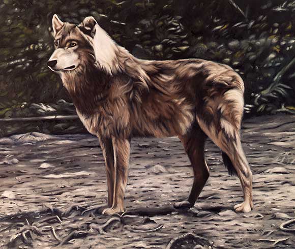 brown wolf