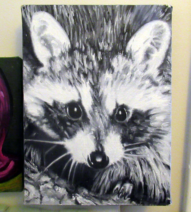 black and white raccoon 2